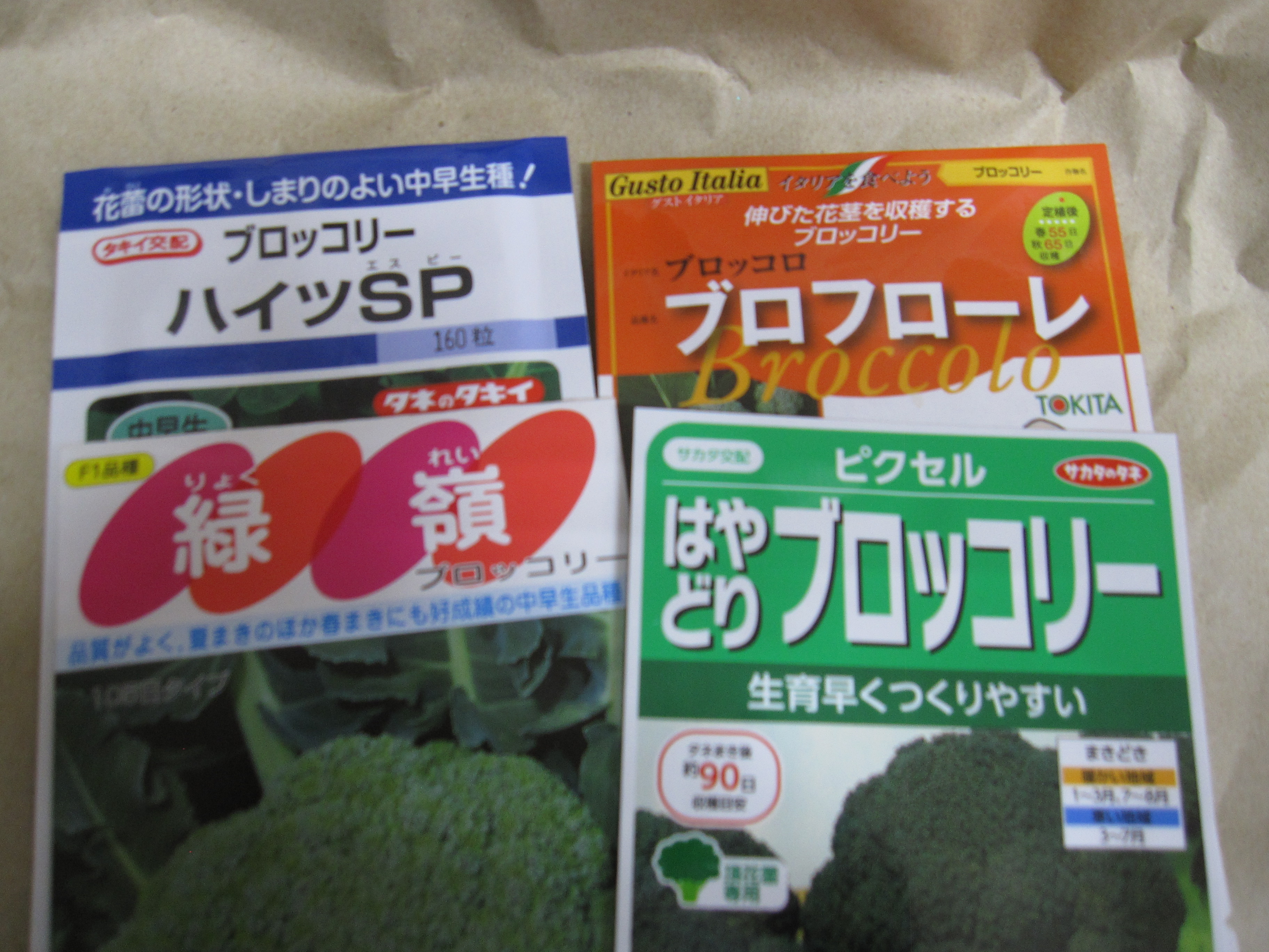 春まき【ブロッコリー】 種まき時期ですよ😊 そろそろ終了時期です お早めに・・・・😆