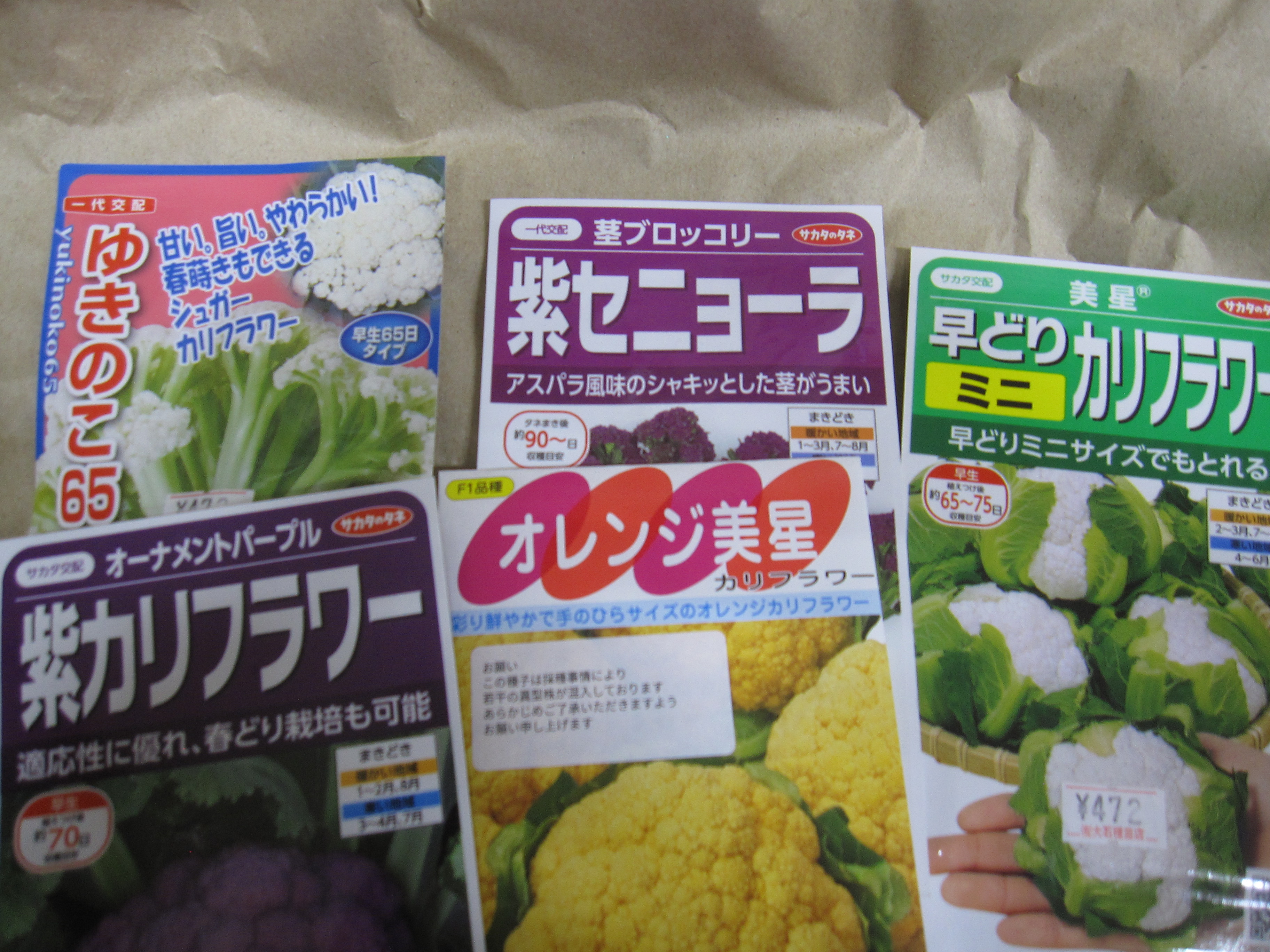 春まき【カリフラワー】 種まき時期ですよ😊 そろそろ終了時期です お早めに・・・・😆