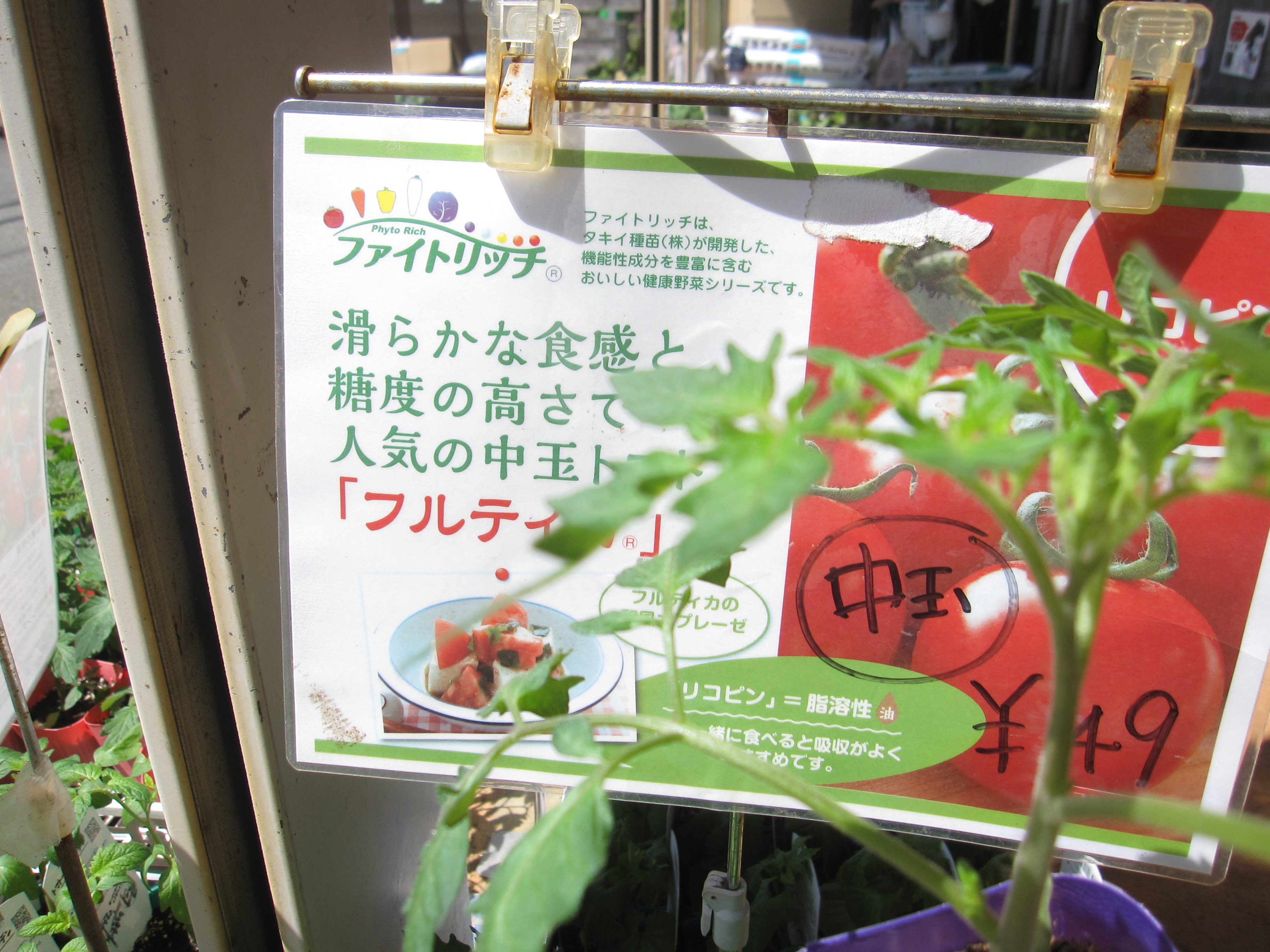 ※5/4まで毎日営業✨✨ 元気な苗が入荷しました✨ とまと苗も続々と入荷です🍅 【フルティカ】販売はじめました お待ちの皆様お待たせいたしました😅 #おおいししゅびょうてん #大石種苗店 #野菜苗 #静岡県 #掛川市 #とまと苗 #フルティカ