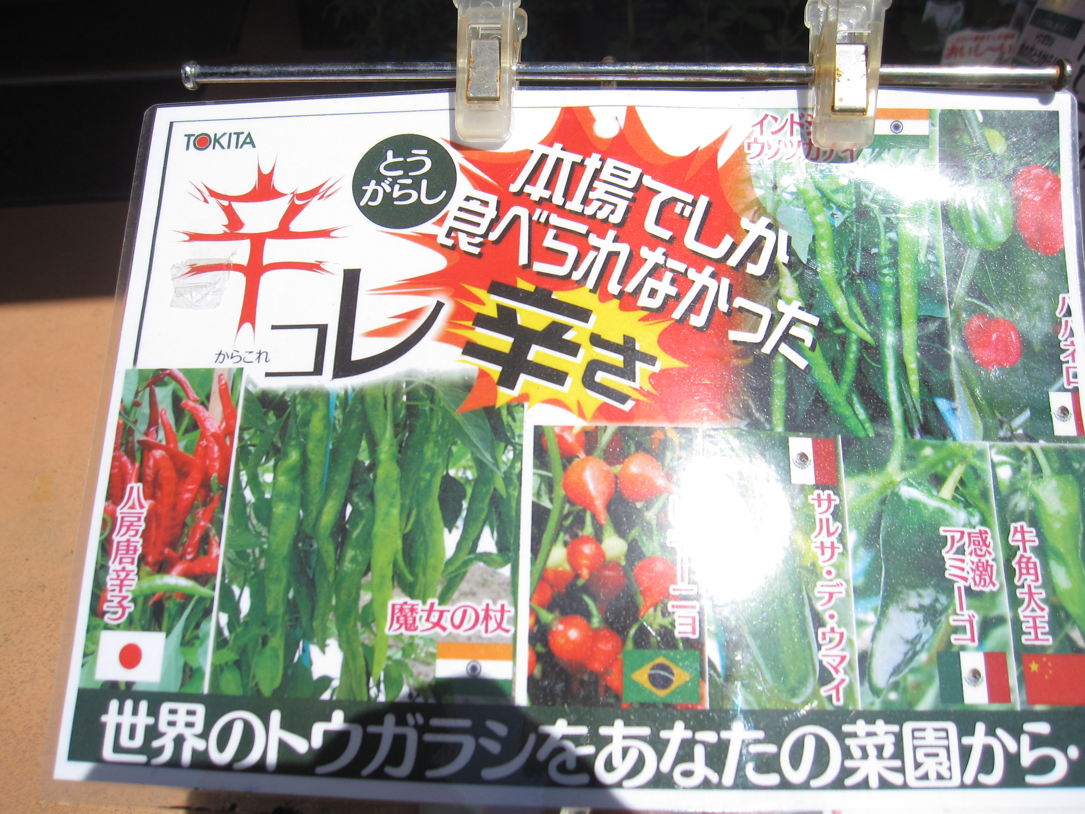 ※5/4まで毎日営業✨ 元気な苗が入荷しました 【辛いトウガラシの苗】販売はじめました お待ちの皆様お待たせいたしました