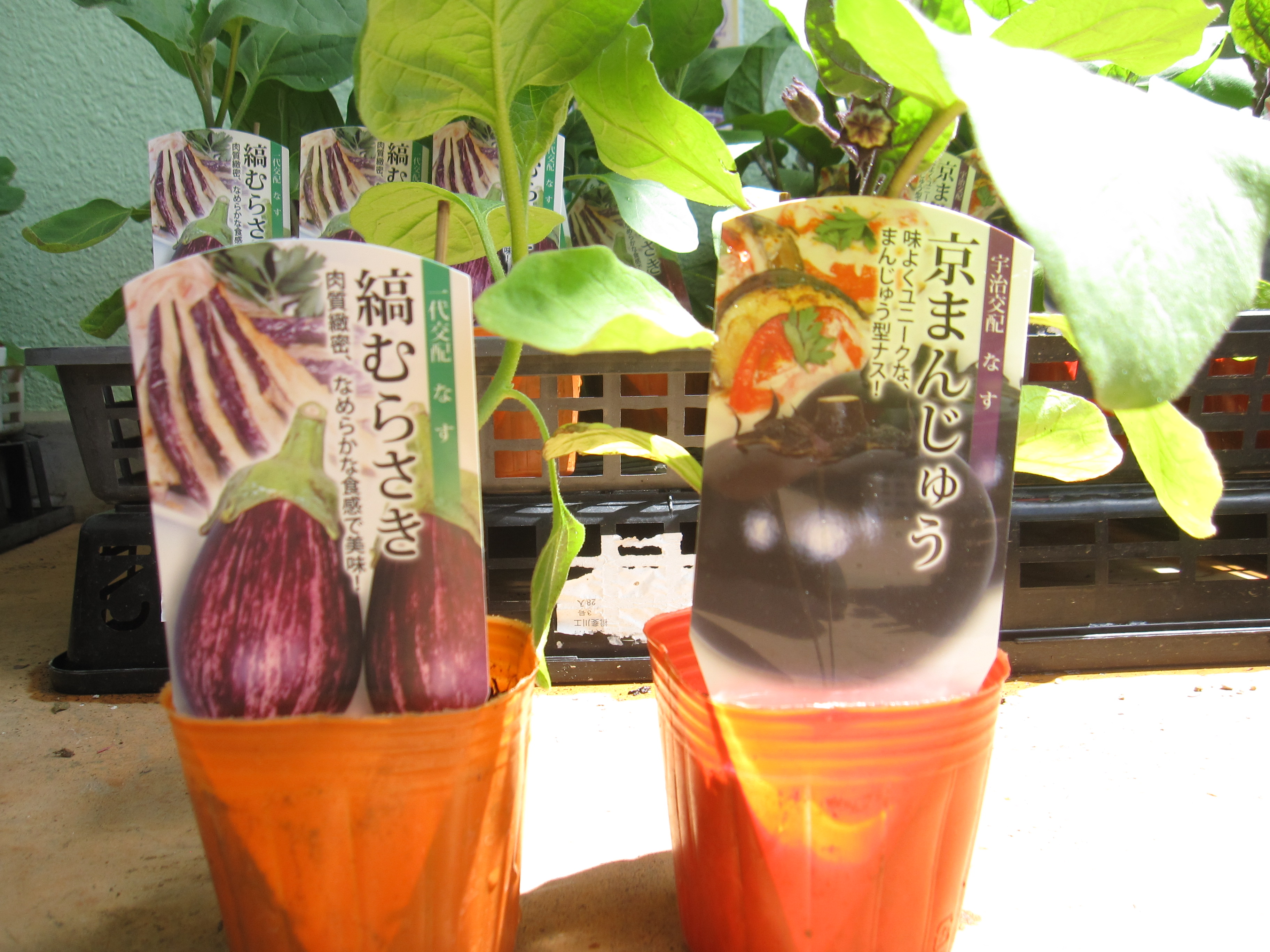 ※5/4まで毎日営業✨ 【縞むらさき】【京まんじゅう】 丸種さんの「かわりナス」 販売中です🍆