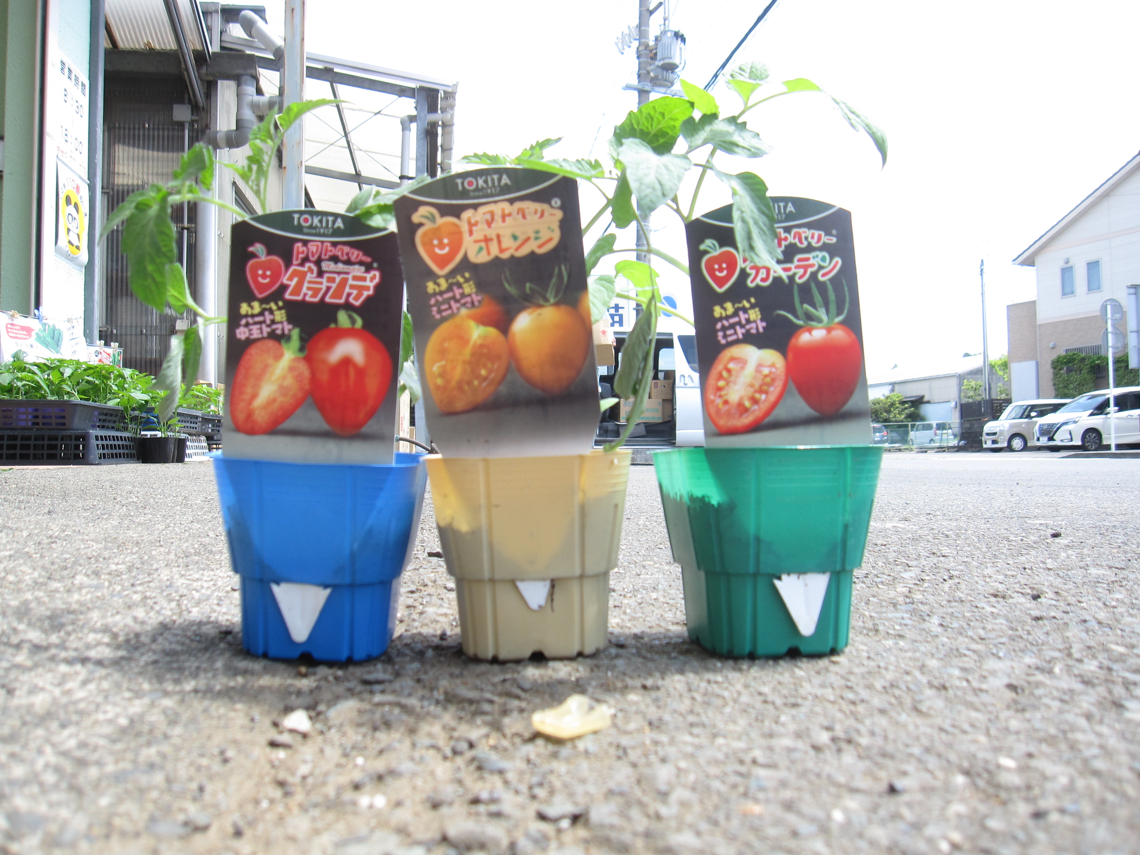 ※5/4まで毎日営業✨ 🍅トキタ種苗さんの【トマトベリー】 3品種・販売中です